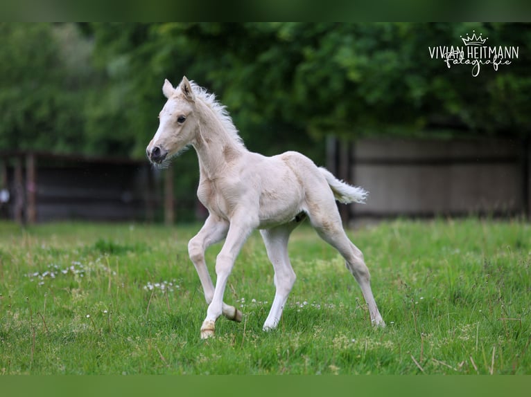 Deutsches Reitpony Hengst Fohlen (05/2026) Palomino in Bottrop
