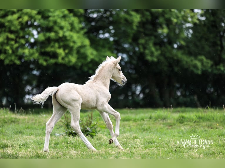 Deutsches Reitpony Hengst Fohlen (05/2026) Palomino in Bottrop
