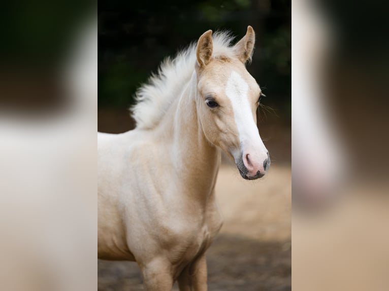 Deutsches Reitpony Hengst Fohlen (06/2025) Palomino in Braunschweig
