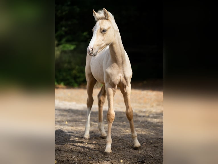 Deutsches Reitpony Hengst Fohlen (06/2025) Palomino in Braunschweig