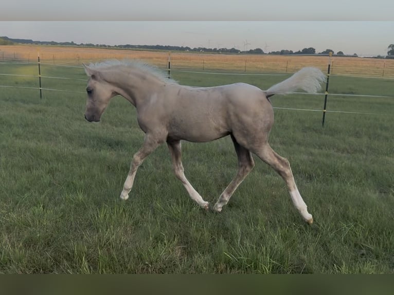 Deutsches Reitpony Hengst Fohlen (05/2026) Palomino in Brünzow