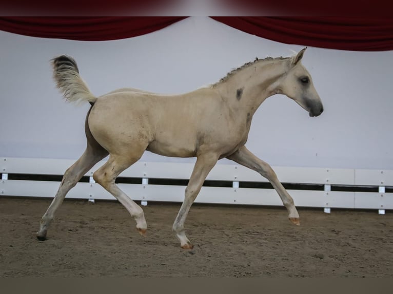 Deutsches Reitpony Hengst Fohlen (04/2025) Palomino in Dorndorf