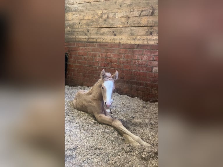 Deutsches Reitpony Hengst  Palomino in Engelskirchen