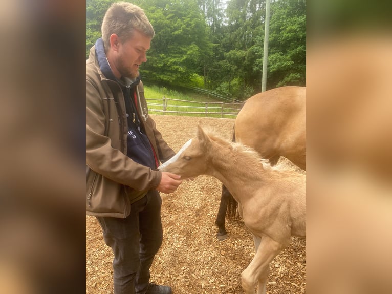 Deutsches Reitpony Hengst  Palomino in Engelskirchen