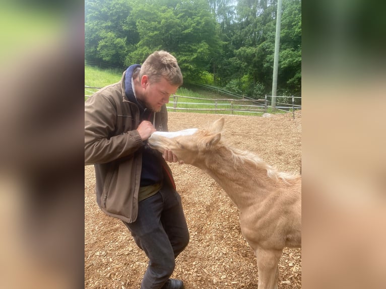 Deutsches Reitpony Hengst  Palomino in Engelskirchen
