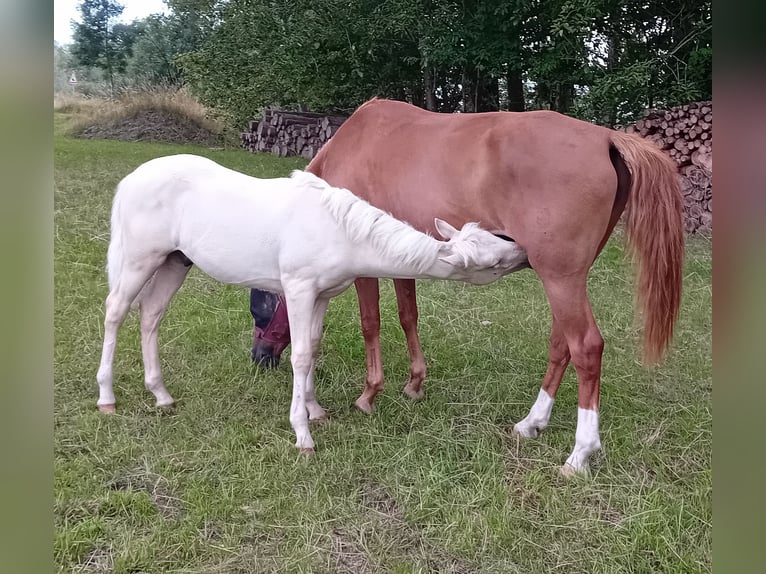 Deutsches Reitpony Hengst Fohlen (03/2025) Palomino in Remptendorf