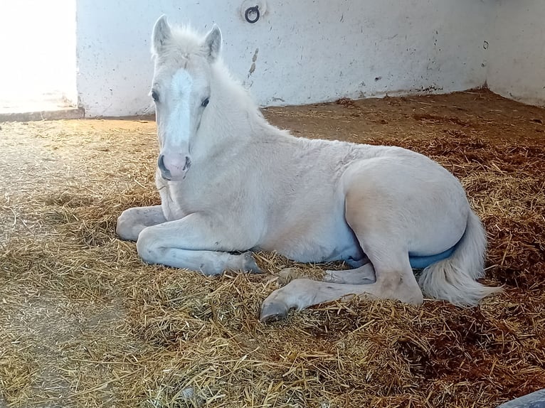 Deutsches Reitpony Hengst Fohlen (03/2025) Palomino in Remptendorf