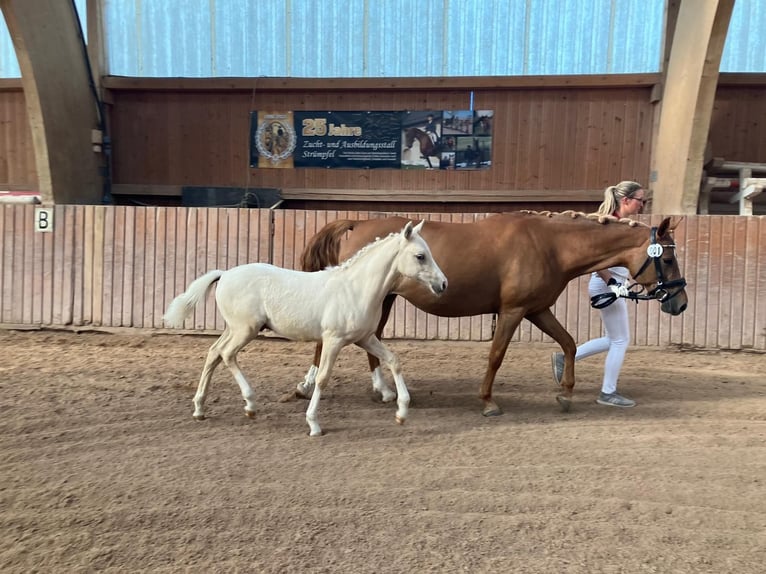 Deutsches Reitpony Hengst Fohlen (03/2025) Palomino in Remptendorf