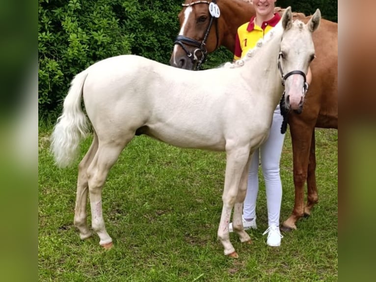 Deutsches Reitpony Hengst Fohlen (03/2025) Palomino in Remptendorf