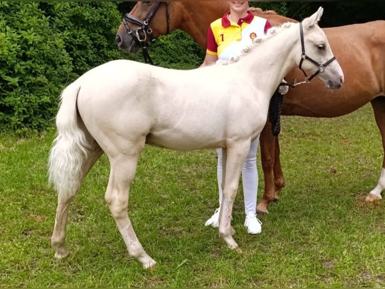 Deutsches Reitpony Hengst Fohlen (03/2025) Palomino in Remptendorf