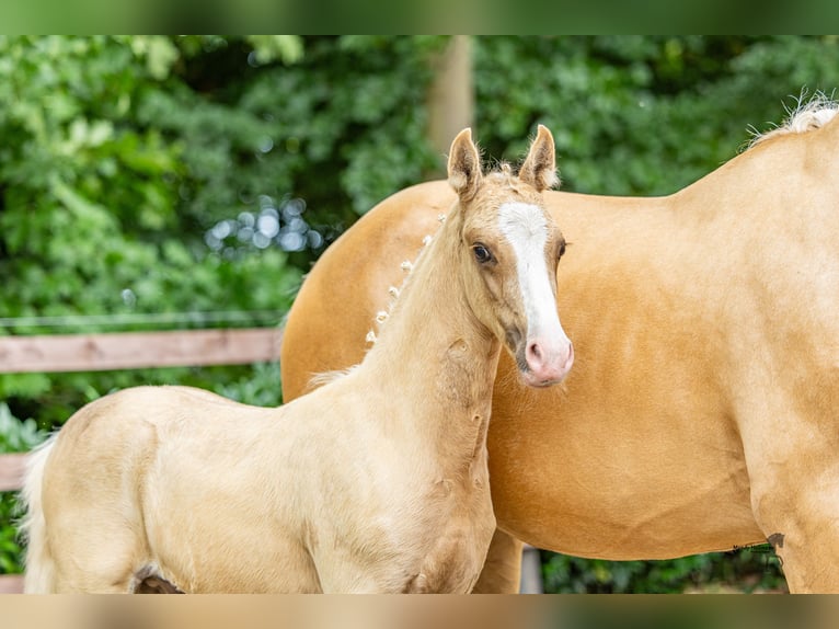 Deutsches Reitpony Hengst Fohlen (05/2025) Palomino in Rieste