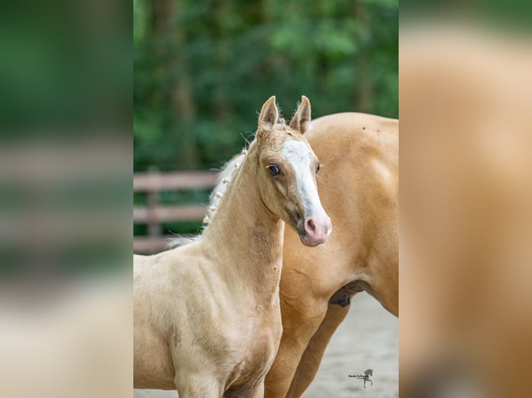 Deutsches Reitpony Hengst Fohlen (05/2025) Palomino in Rieste