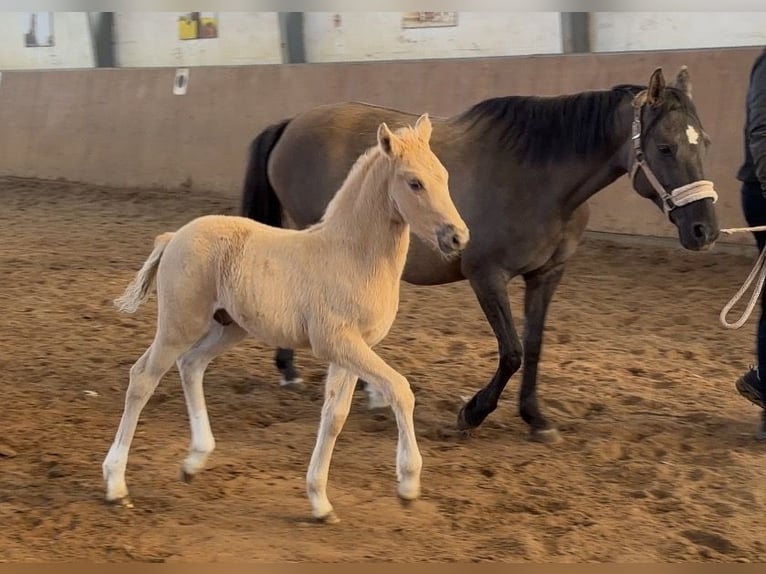 Deutsches Reitpony Hengst Fohlen (03/2026) Palomino in Achim