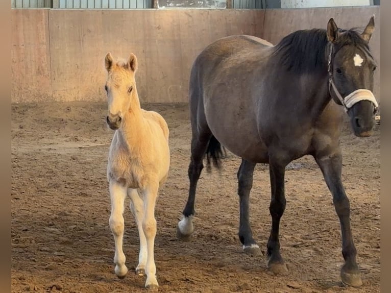 Deutsches Reitpony Hengst Fohlen (03/2026) Palomino in Achim