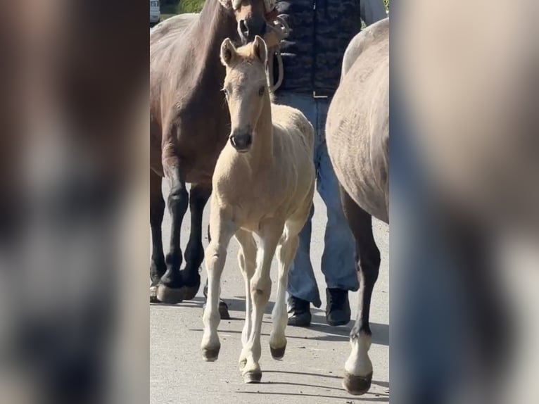 Deutsches Reitpony Hengst Fohlen (03/2026) Palomino in Achim