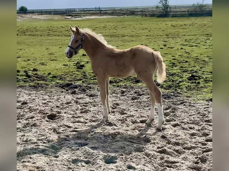 Deutsches Reitpony Hengst  Palomino in Norderney