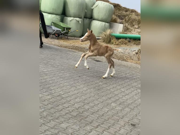 Deutsches Reitpony Hengst  Palomino in Norderney