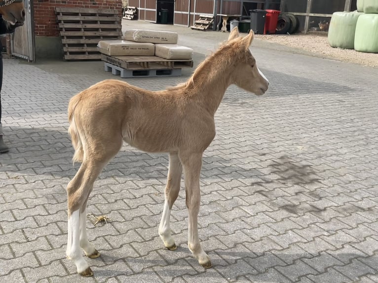 Deutsches Reitpony Hengst  Palomino in Norderney