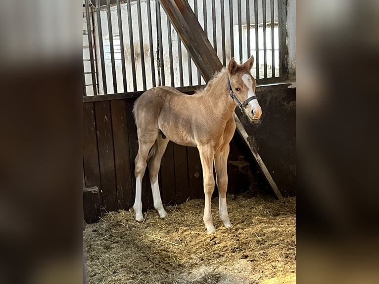 Deutsches Reitpony Hengst  Palomino in Norderney