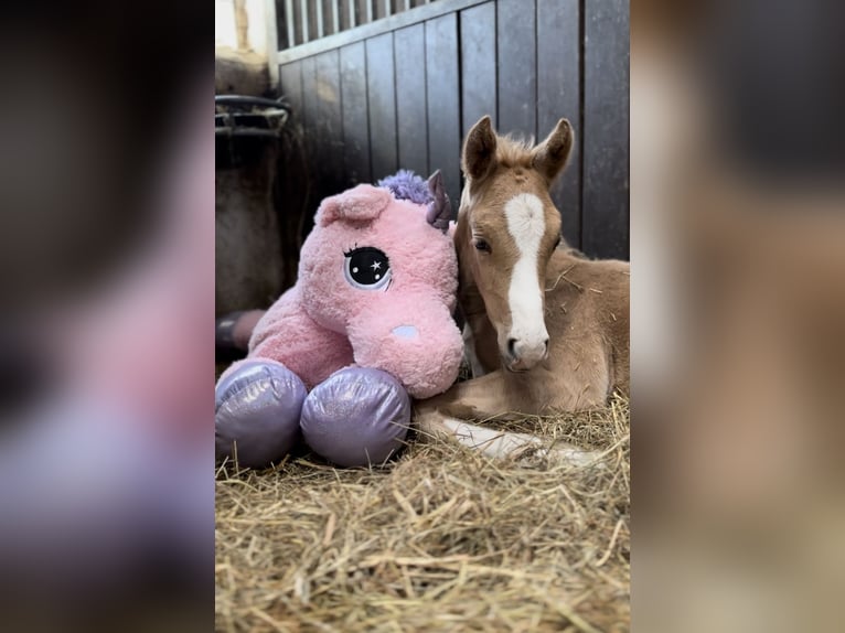 Deutsches Reitpony Hengst  Palomino in Norderney