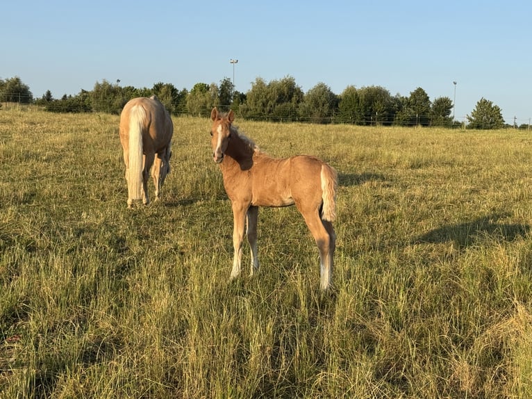 Deutsches Reitpony Hengst Fohlen (05/2025) Palomino in Tannhausen