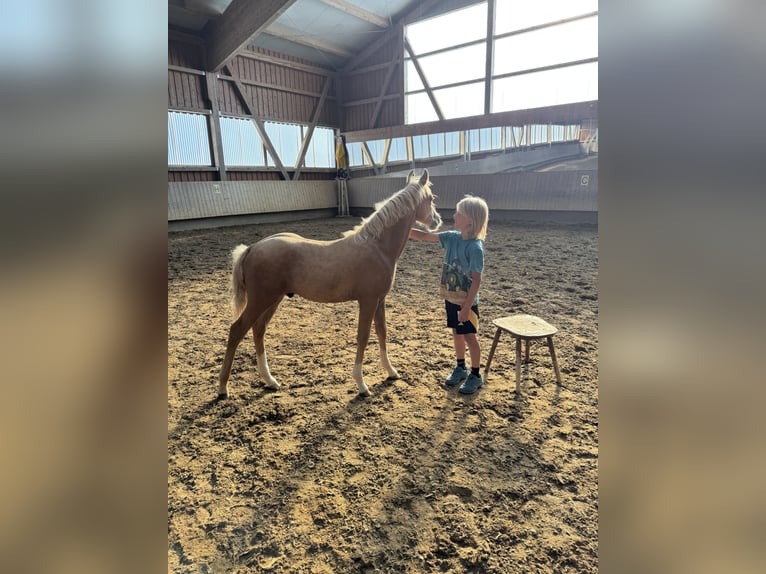 Deutsches Reitpony Hengst Fohlen (05/2025) Palomino in Tannhausen
