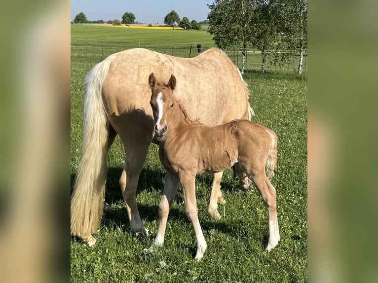 Deutsches Reitpony Hengst Fohlen (05/2025) Palomino in Tannhausen