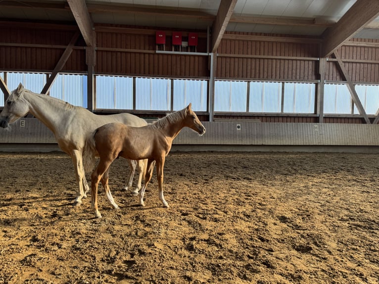 Deutsches Reitpony Hengst Fohlen (05/2025) Palomino in Tannhausen