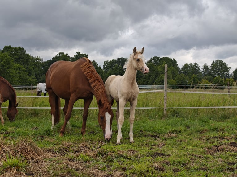 Deutsches Reitpony Hengst  Palomino in Verl