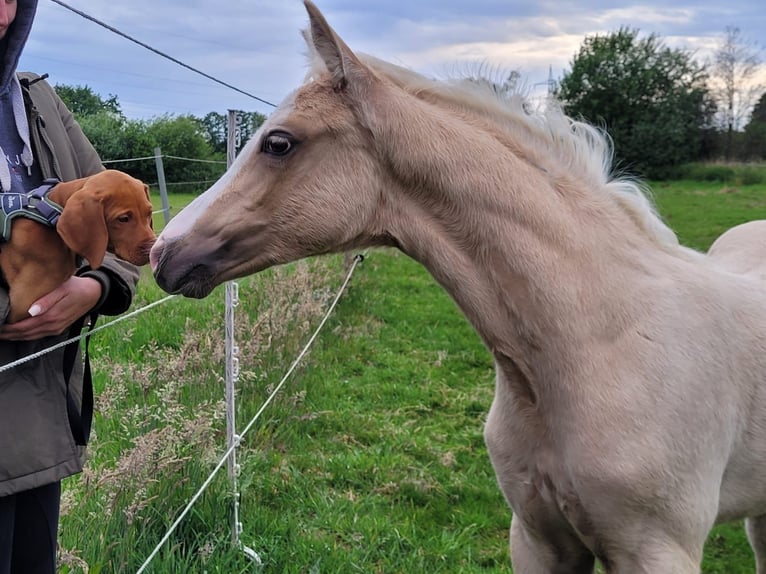 Deutsches Reitpony Hengst  Palomino in Verl