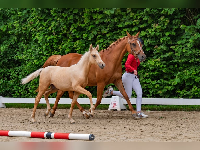 Deutsches Reitpony Hengst Fohlen (02/2026) Palomino in Marienmünster