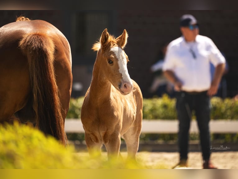 Deutsches Reitpony Hengst  Palomino in Willich