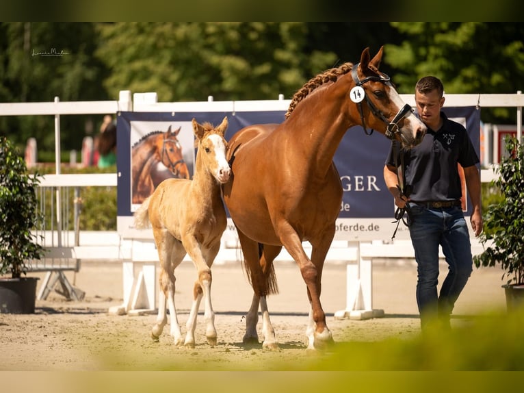 Deutsches Reitpony Hengst  Palomino in Willich