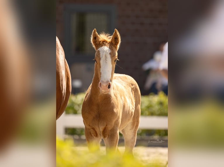 Deutsches Reitpony Hengst  Palomino in Willich