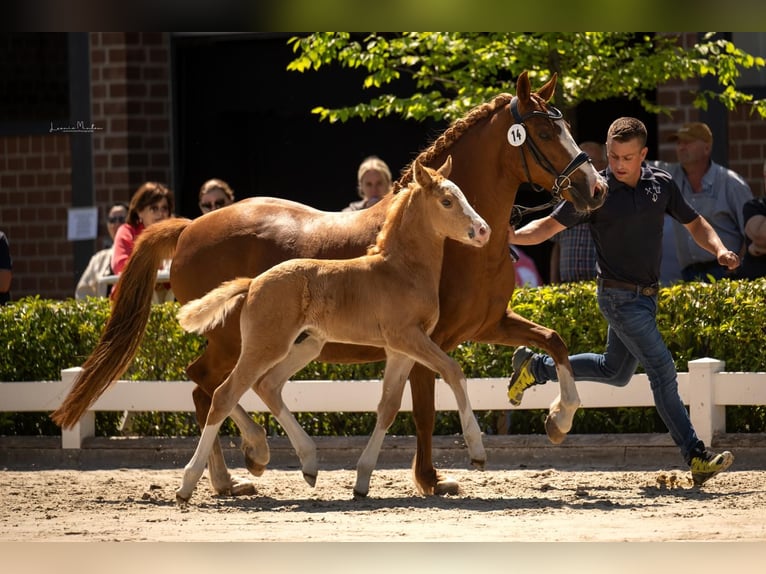Deutsches Reitpony Hengst  Palomino in Willich
