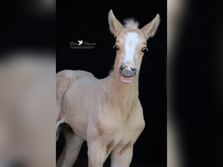 Deutsches Reitpony Hengst  Palomino in Neuenkirchen-Vörden