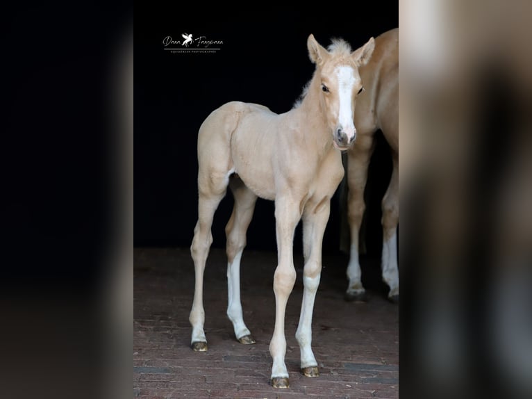 Deutsches Reitpony Hengst  Palomino in Neuenkirchen-Vörden