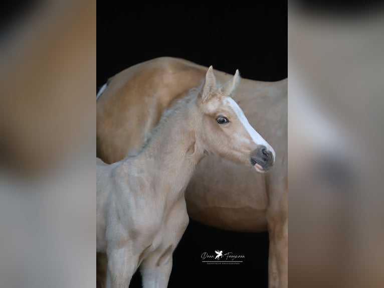 Deutsches Reitpony Hengst  Palomino in Neuenkirchen-Vörden