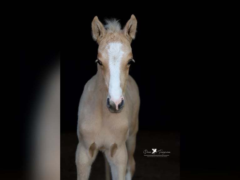 Deutsches Reitpony Hengst  Palomino in Neuenkirchen-Vörden