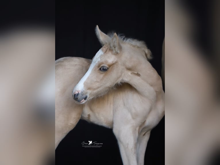 Deutsches Reitpony Hengst  Palomino in Neuenkirchen-Vörden