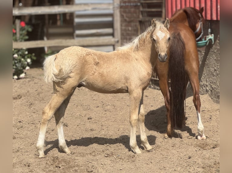 Deutsches Reitpony Hengst  Palomino in Neuenkirchen-V&#xF6;rden