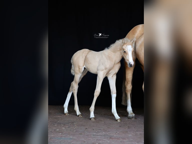 Deutsches Reitpony Hengst  Palomino in Neuenkirchen-Vörden