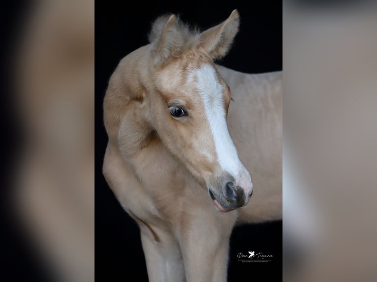 Deutsches Reitpony Hengst  Palomino in Neuenkirchen-Vörden