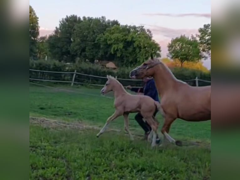 Deutsches Reitpony Hengst Fohlen (05/2025) Palomino in Soest