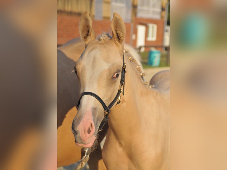 Deutsches Reitpony Hengst Fohlen (05/2025) Palomino in Soest