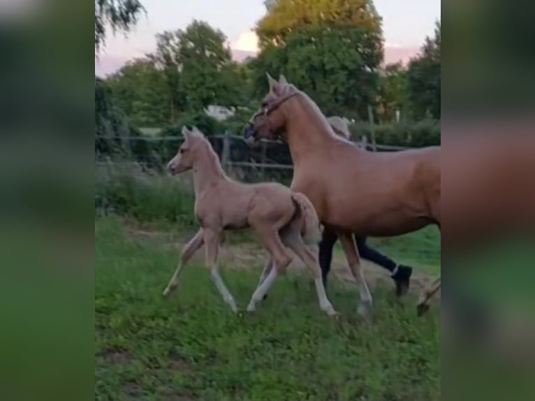 Deutsches Reitpony Hengst Fohlen (05/2025) Palomino in Soest