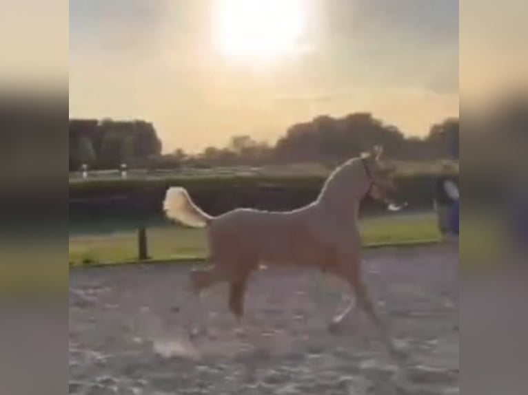 Deutsches Reitpony Hengst Fohlen (05/2025) Palomino in Soest