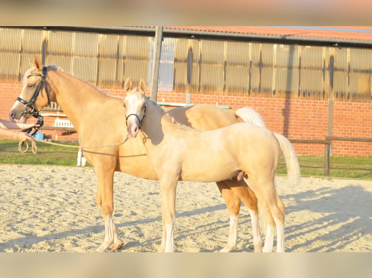 Deutsches Reitpony Hengst Fohlen (05/2025) Palomino in Soest