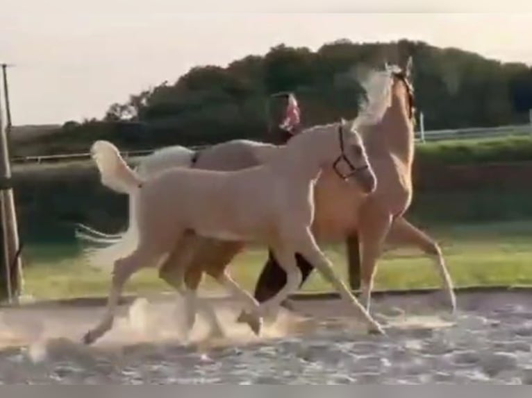 Deutsches Reitpony Hengst Fohlen (05/2025) Palomino in Soest
