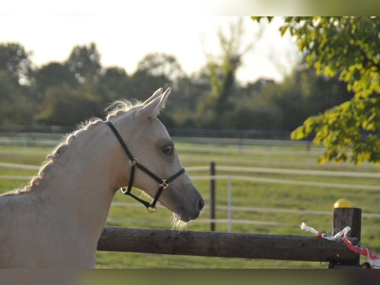 Deutsches Reitpony Hengst Fohlen (05/2025) Palomino in Soest